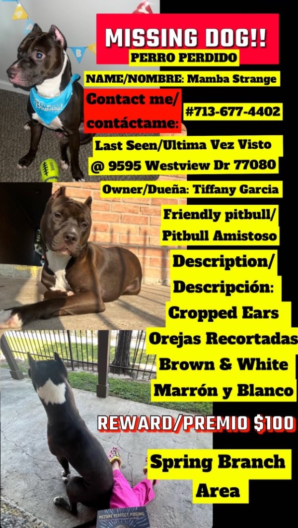 Lost Pit Bull in Houston, Texas