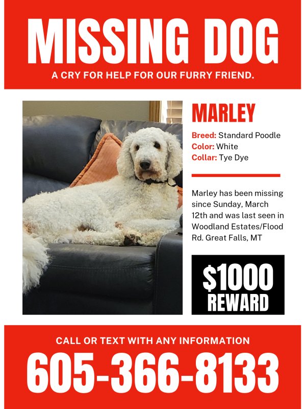 Lost Poodle in Montana