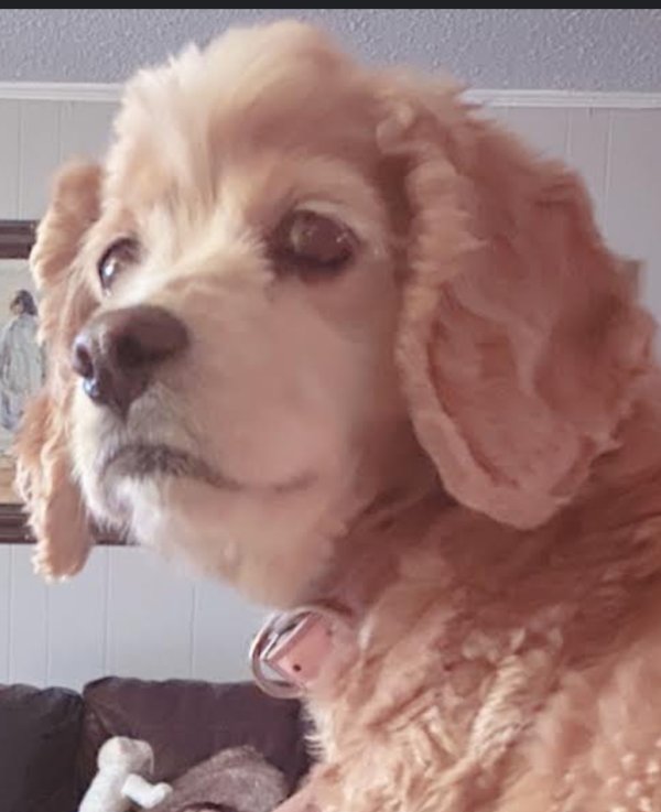 Safe Cocker Spaniel in Birmingham, AL