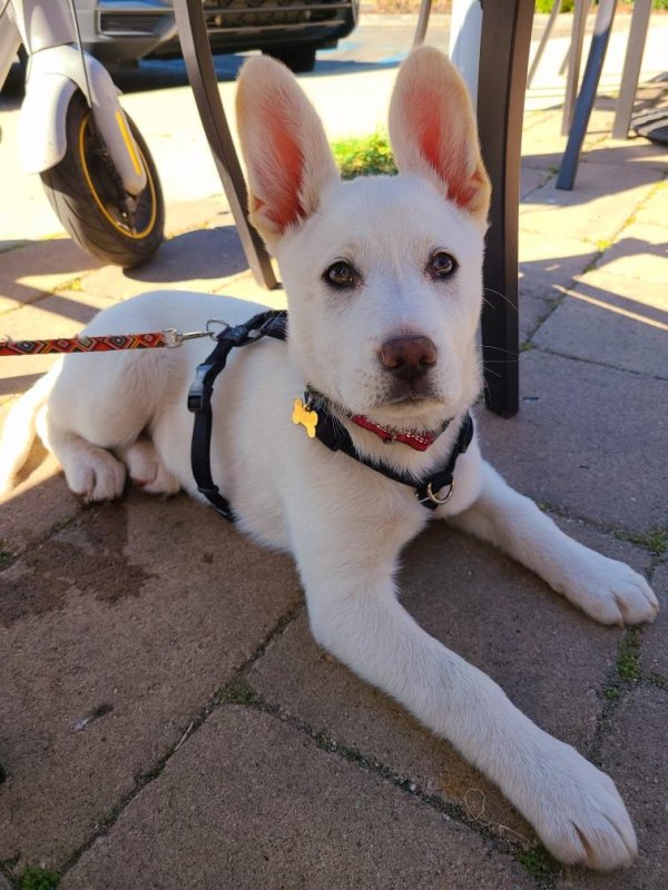 Safe Mutt in Morro Bay, CA