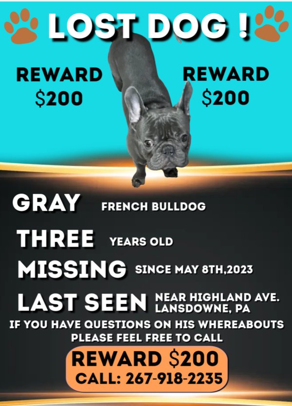 Stolen French Bulldog in Lansdowne, PA