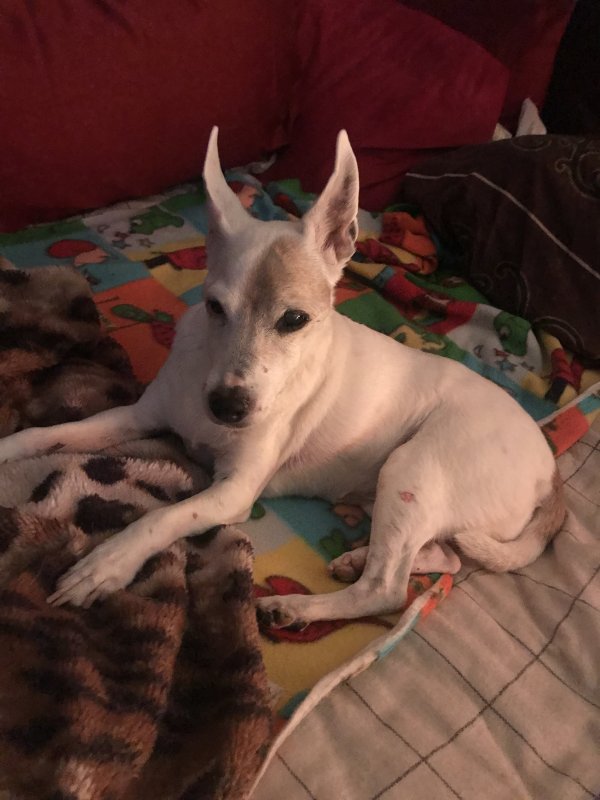 Stolen Jack Russell Terrier in San Marcos, CA