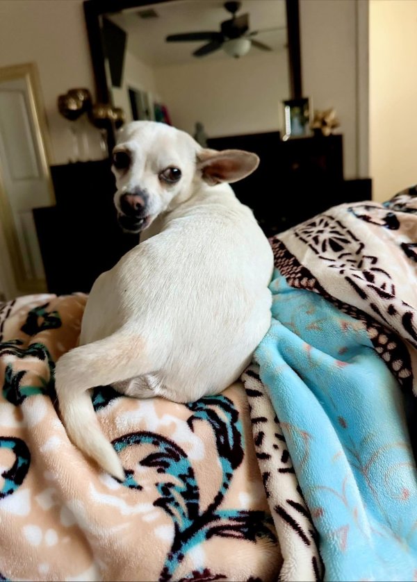 Safe Chihuahua in Houston, TX