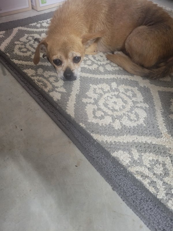 Safe Dachshund in Alvin, TX