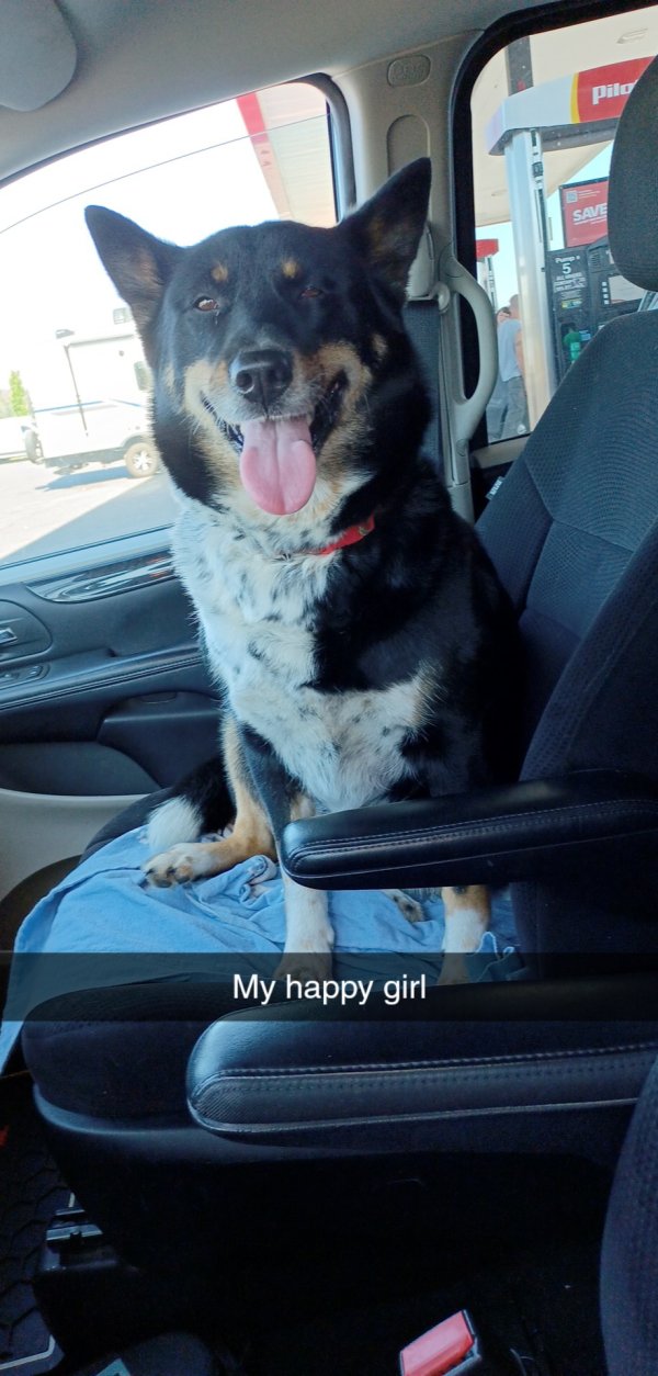 Lost Siberian Husky in Washington