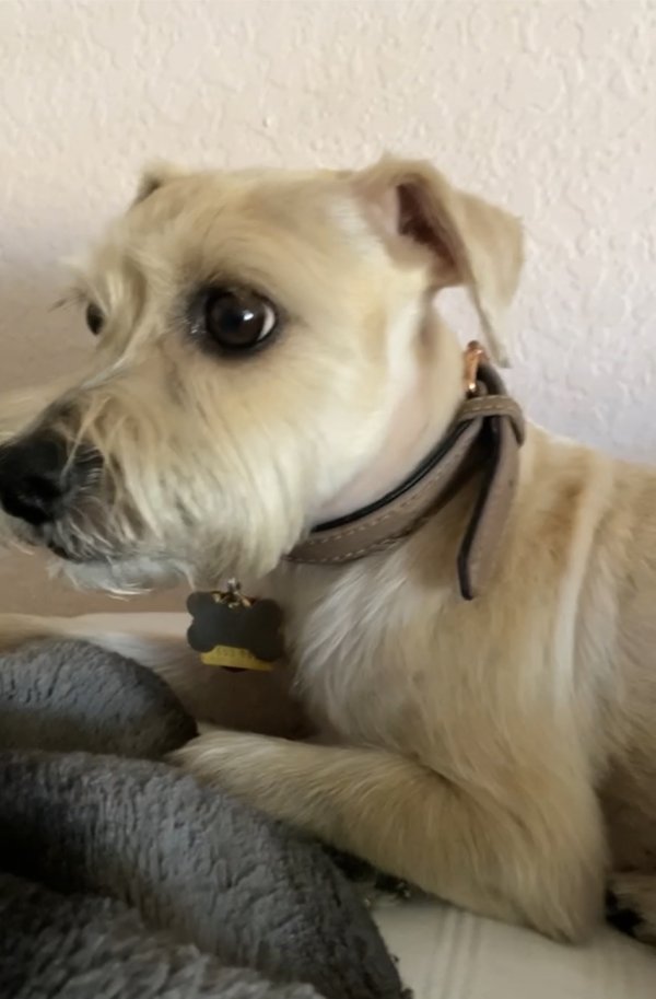 Safe Miniature Schnauzer in Mesquite, TX