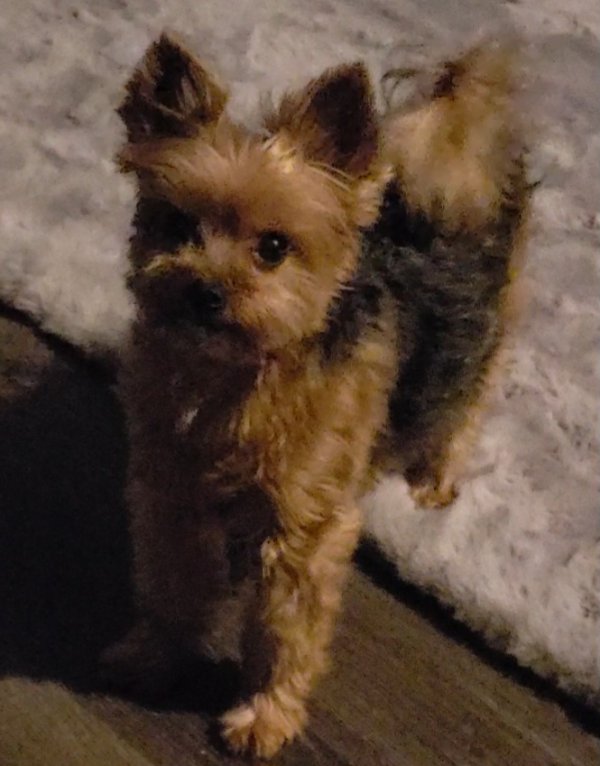 Safe Yorkshire Terrier in Bremerton, WA