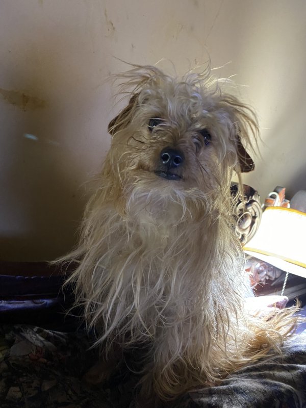 Safe Jack Russell Terrier in Snellville, GA