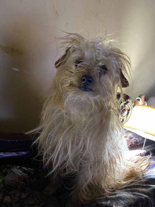 Stolen Jack Russell Terrier in Snellville, GA
