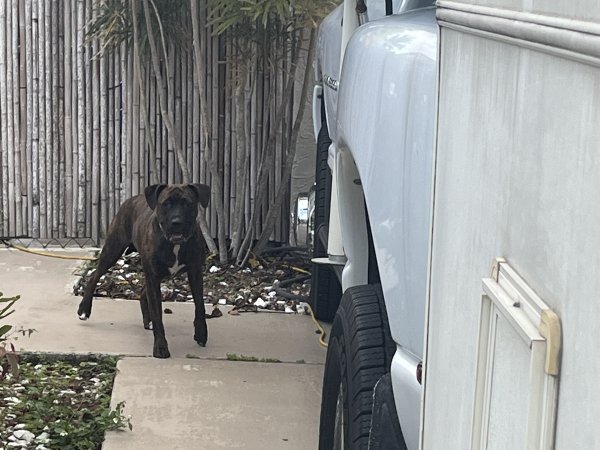 Found Mutt in Florida