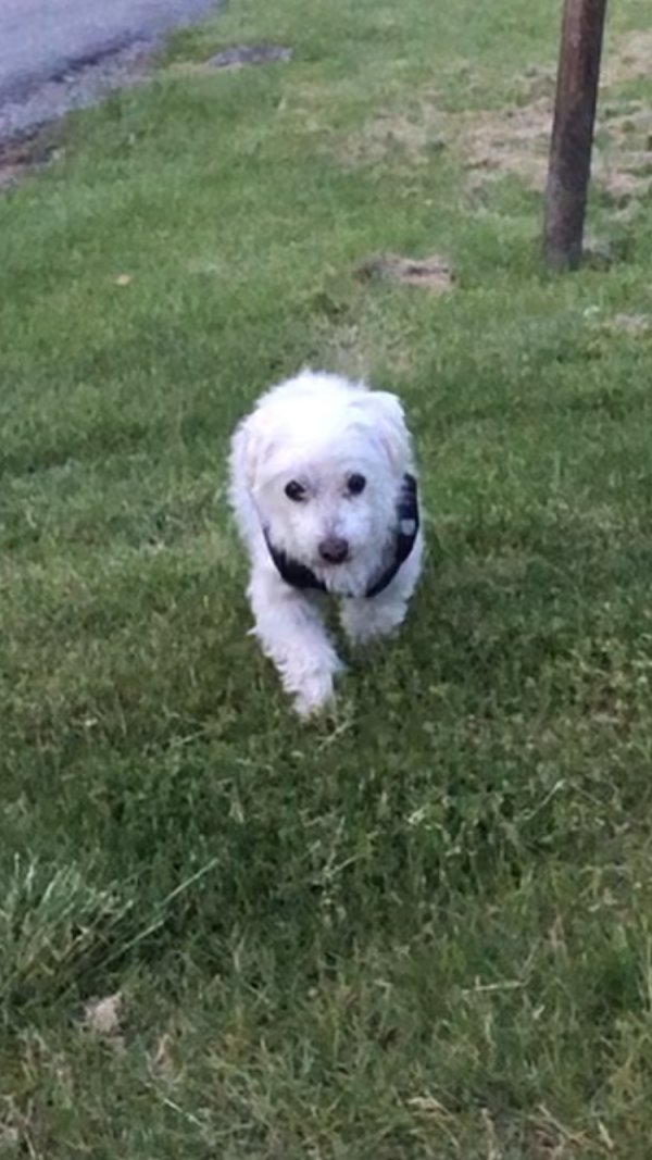 Lost Maltese in Claysville, PA