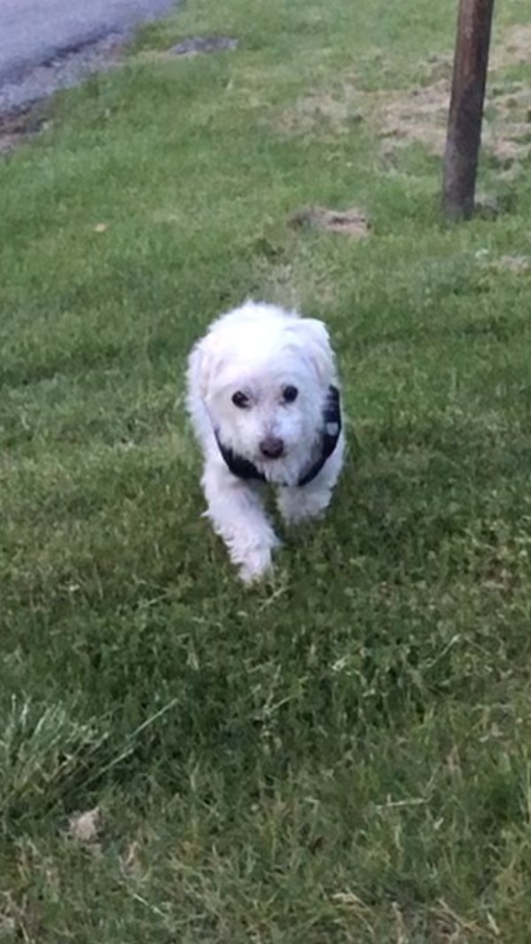 Safe Maltese in Claysville, PA
