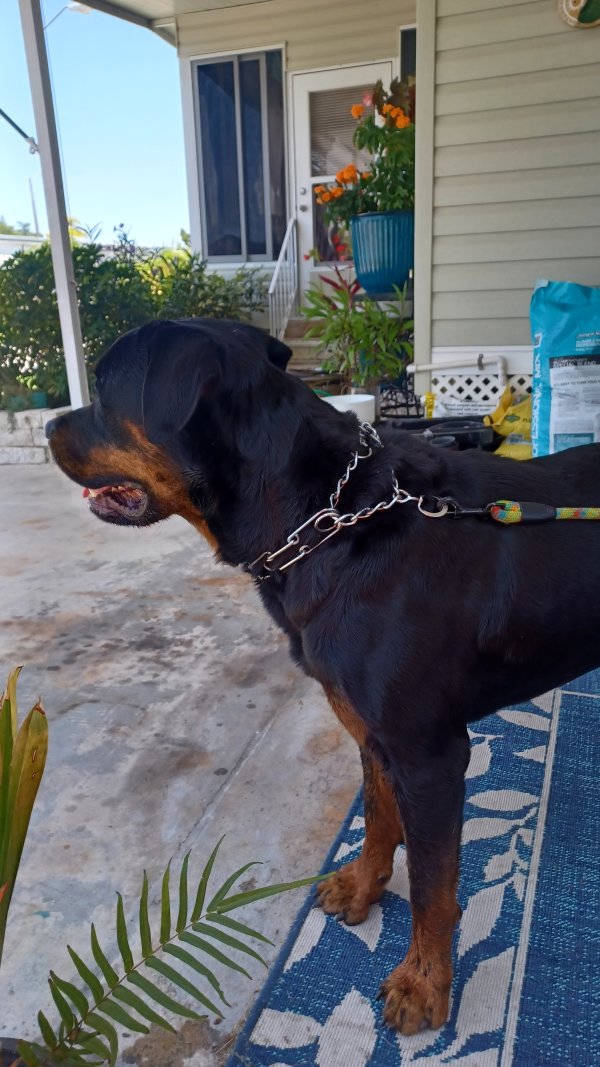 Found Rottweiler in New Port Richey, FL