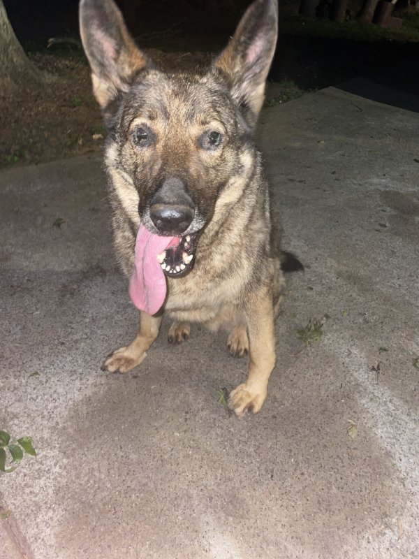 Safe German Shepherd Dog in Roopville, GA