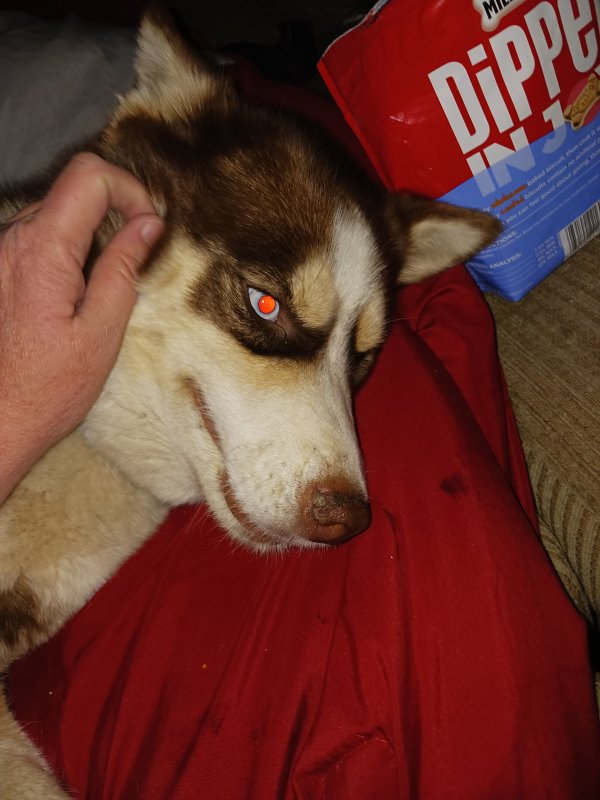 Safe Siberian Husky in Phoenix, AZ