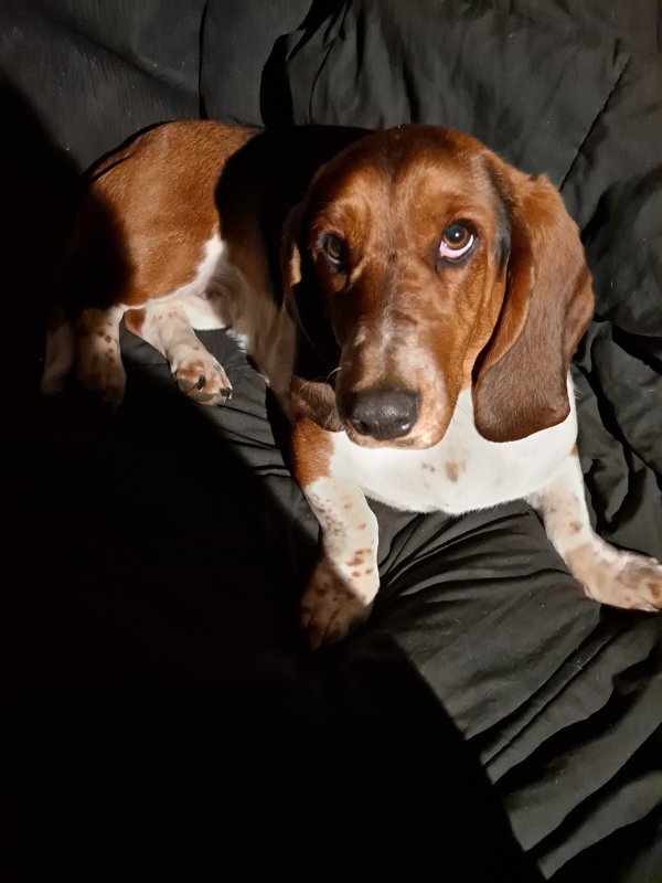 Safe Basset Hound in Kent, WA
