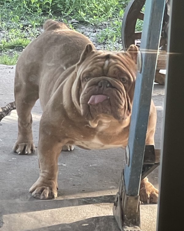 Safe American Bulldog in Grand Prairie, TX