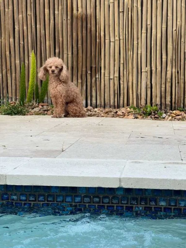 Safe Poodle in Houston, TX