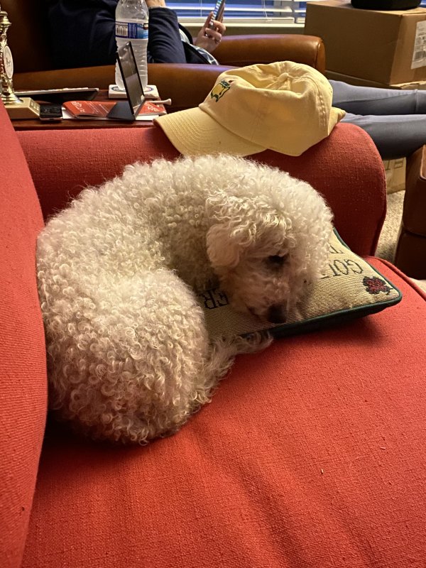 Safe Bichon Frise in Huntersville, NC