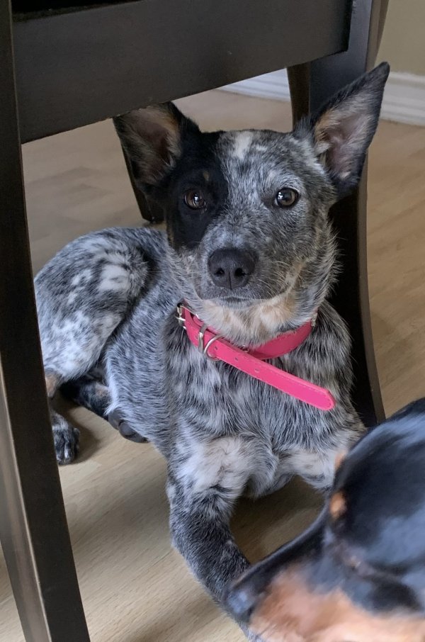 Safe Dog in Sylmar, CA