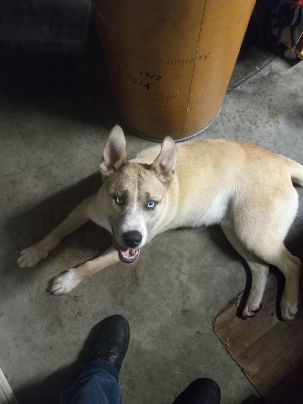 Safe Mutt in Springfield, MO
