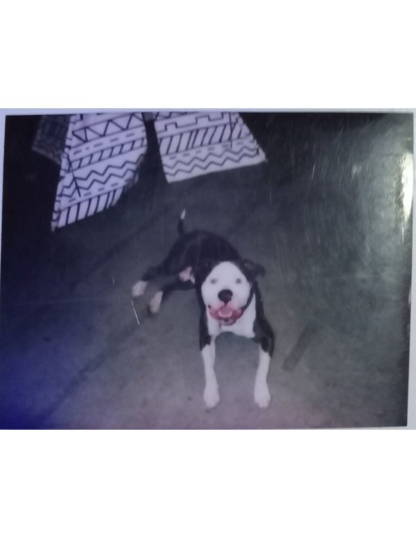 Safe American Staffordshire Terrier in San Luis Obispo, CA