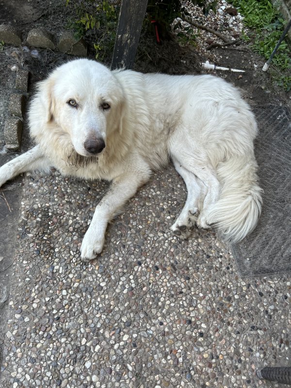 Lost store great pyrenees