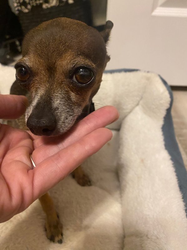 Found Chihuahua in Gilbert, AZ
