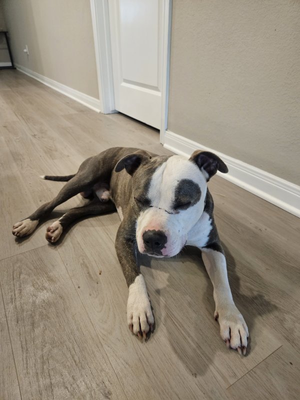 Found Pit Bull in Texas