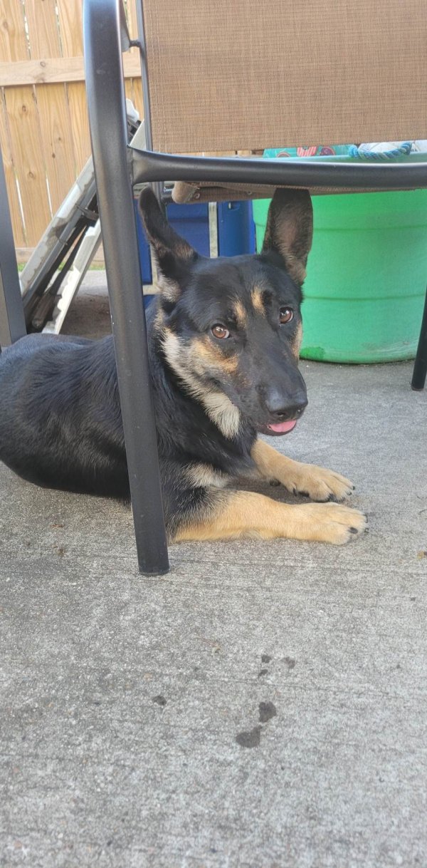 Safe German Shepherd Dog in Houston, TX