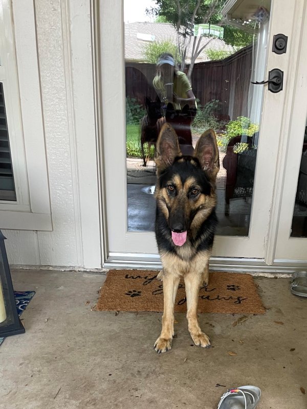 Safe German Shepherd Dog in Dallas, TX