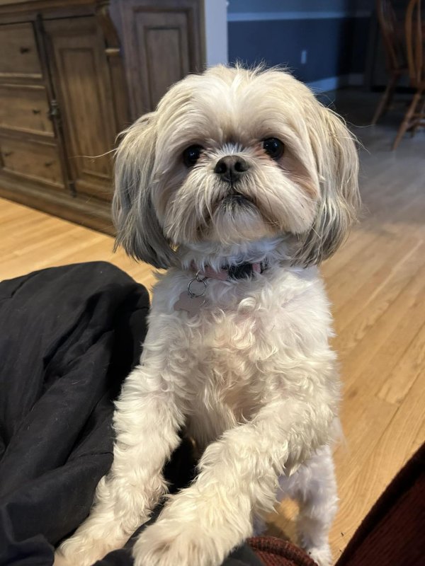 Safe Shih Tzu in Baltimore, MD