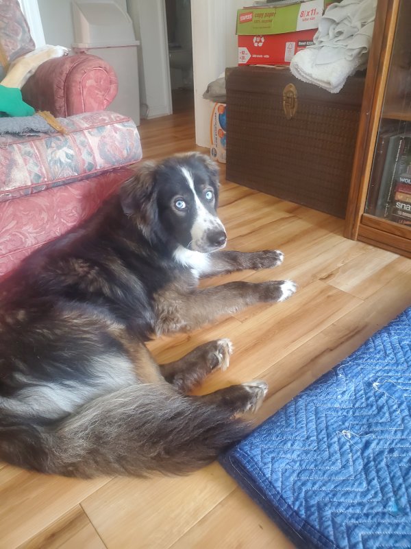 Safe Anatolian Shepherd Dog in Charlotte, NC