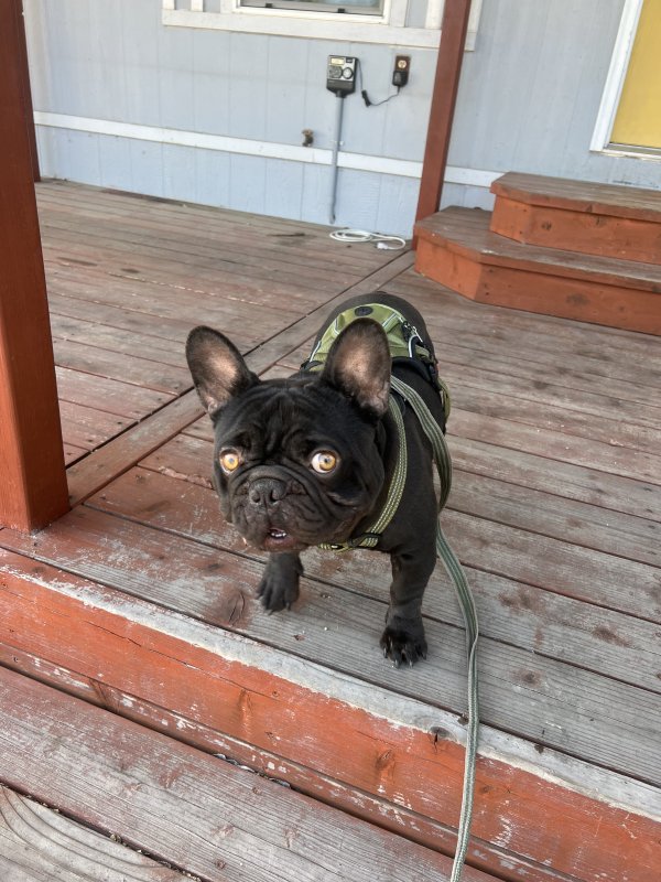 Lost French Bulldog in Nipomo, CA