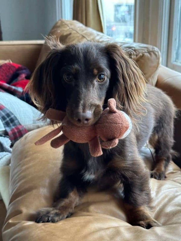 Safe Dachshund in Los Angeles, CA