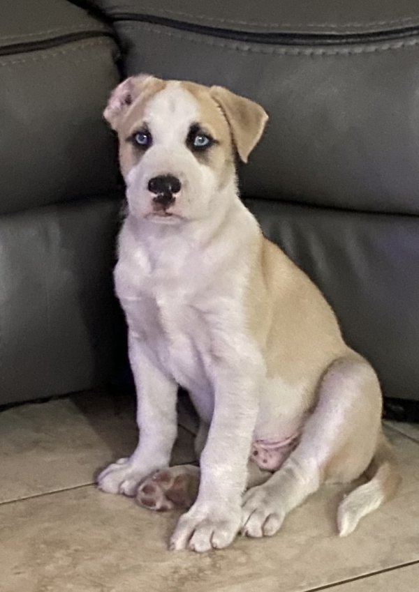 Safe Siberian Husky in Tampa, FL