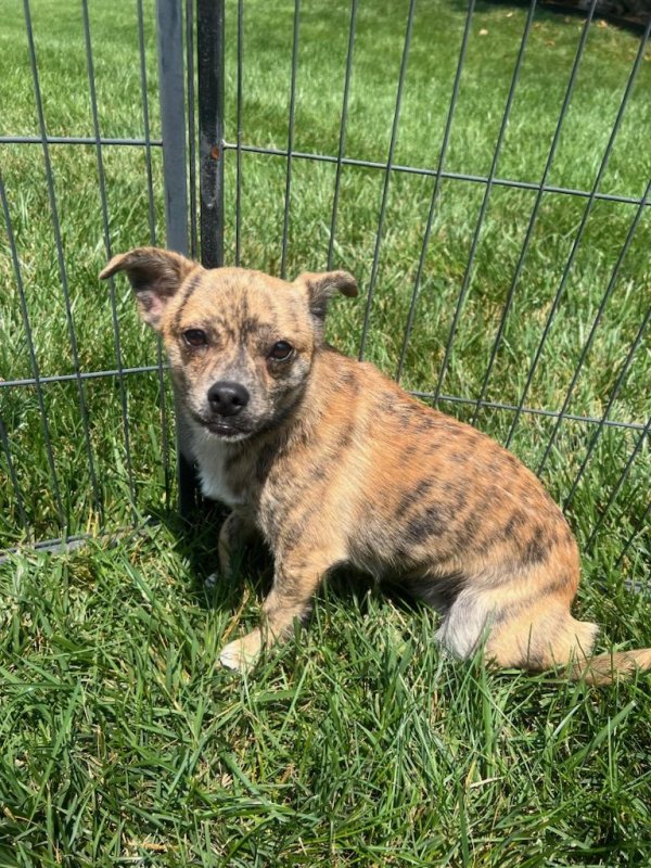 Safe Mutt in Kernersville, NC