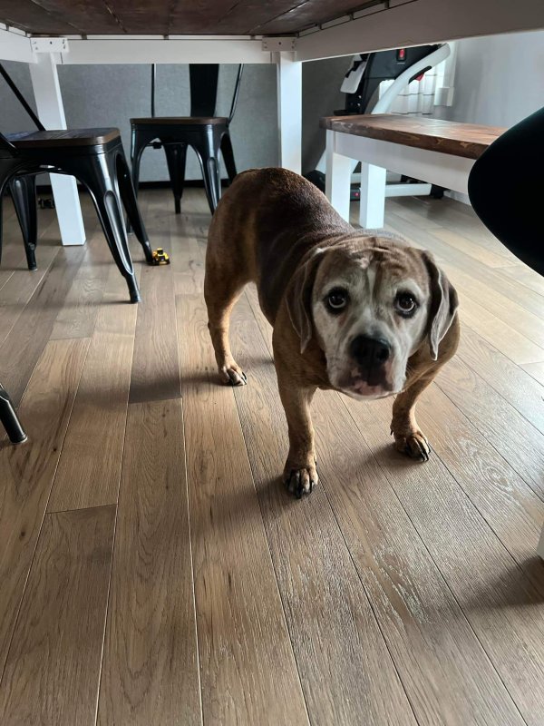 Lost Mutt in Lakeville, IN
