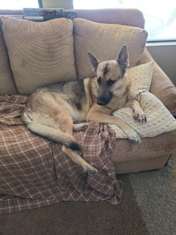 Safe German Shepherd Dog in Green Valley, AZ