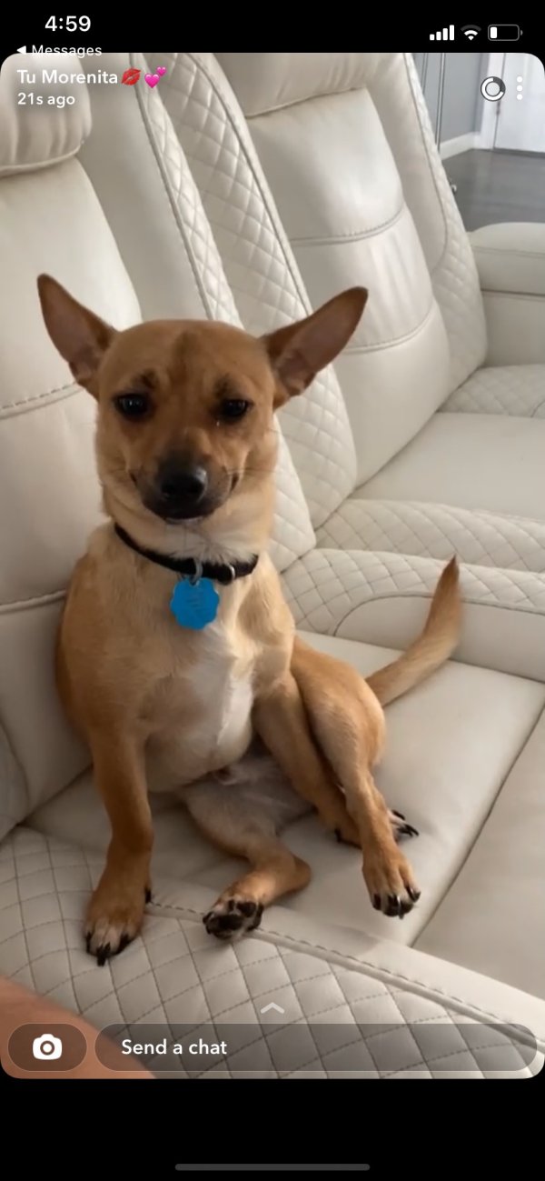 Lost Chihuahua in Charleston, SC