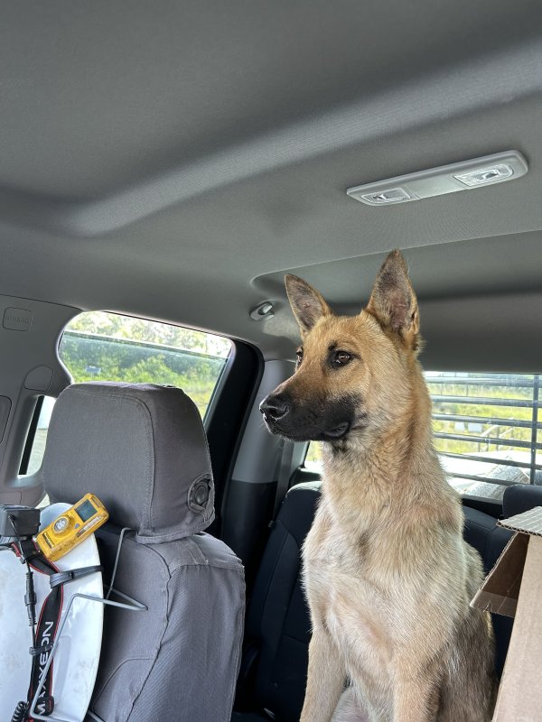 Safe German Shepherd Dog in Bee Branch, AR