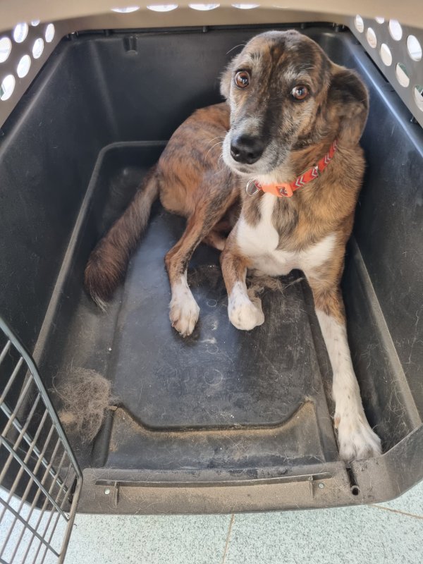 Lost Whippet 