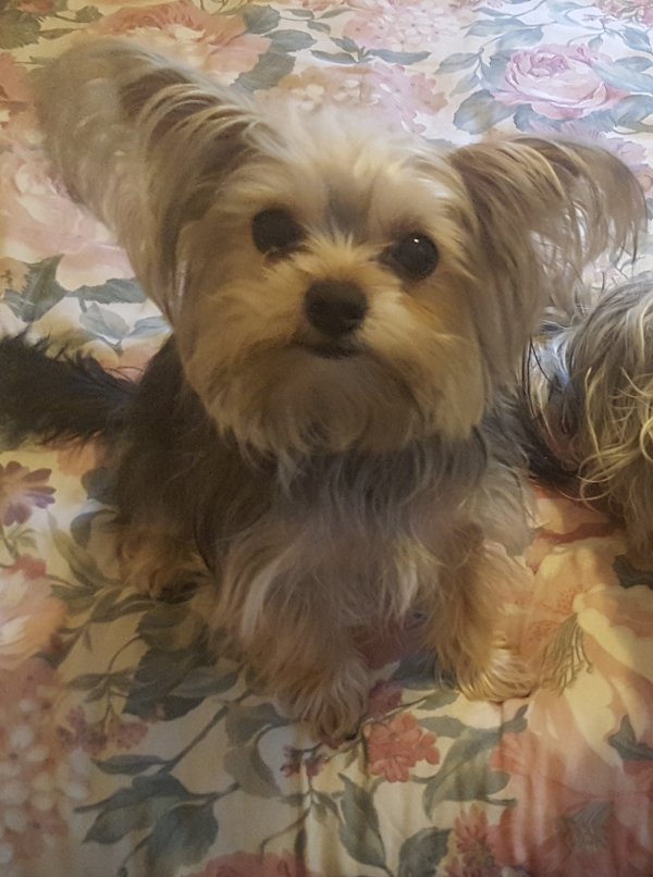 Safe Yorkshire Terrier in Jamaica, NY