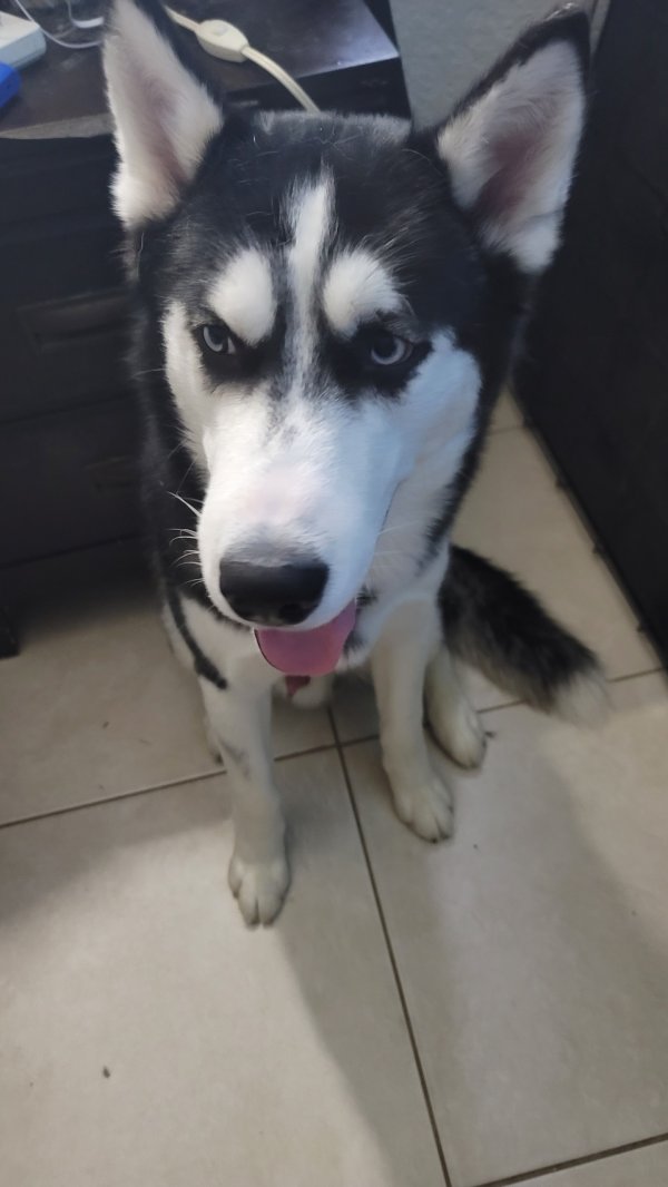 Lost store siberian husky