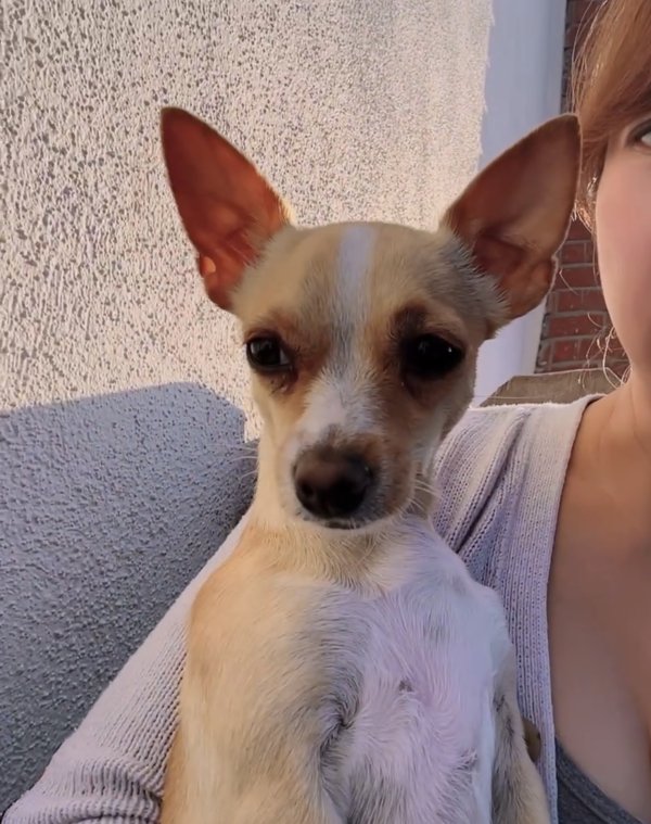 Safe Chihuahua in Irvine, CA