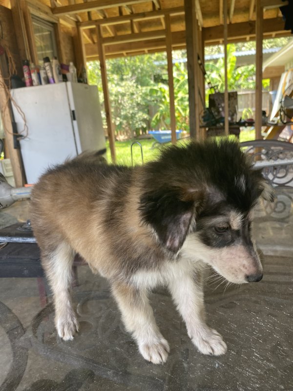 Safe Dog in Houston, TX