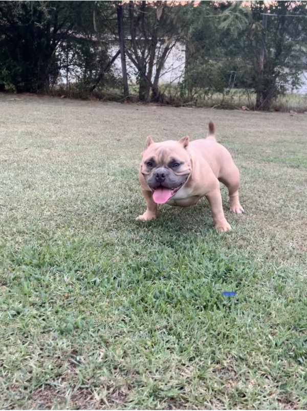 Safe American Bulldog in Middlesex, NC