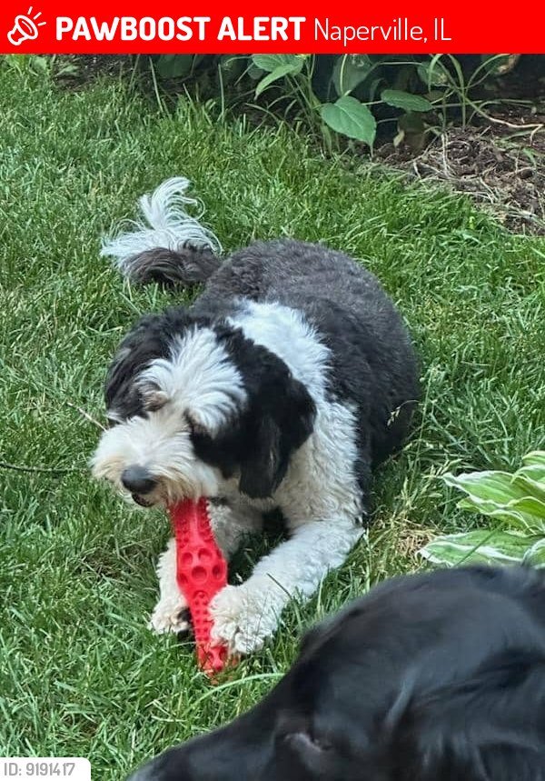 Lost Bernese Mountain Dog 
