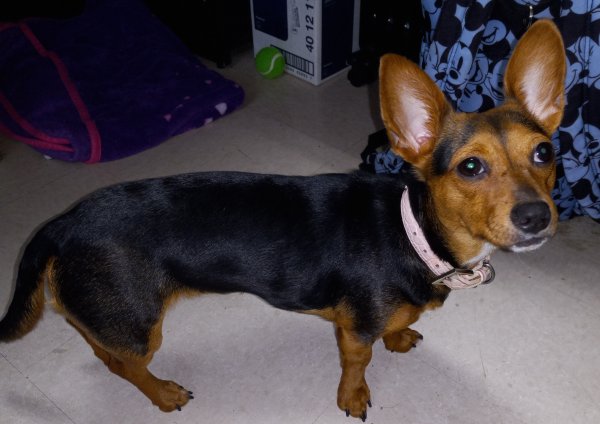 Safe Chihuahua in Sacramento, CA