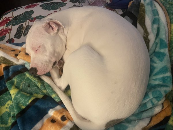 Lost pit store bulls near me